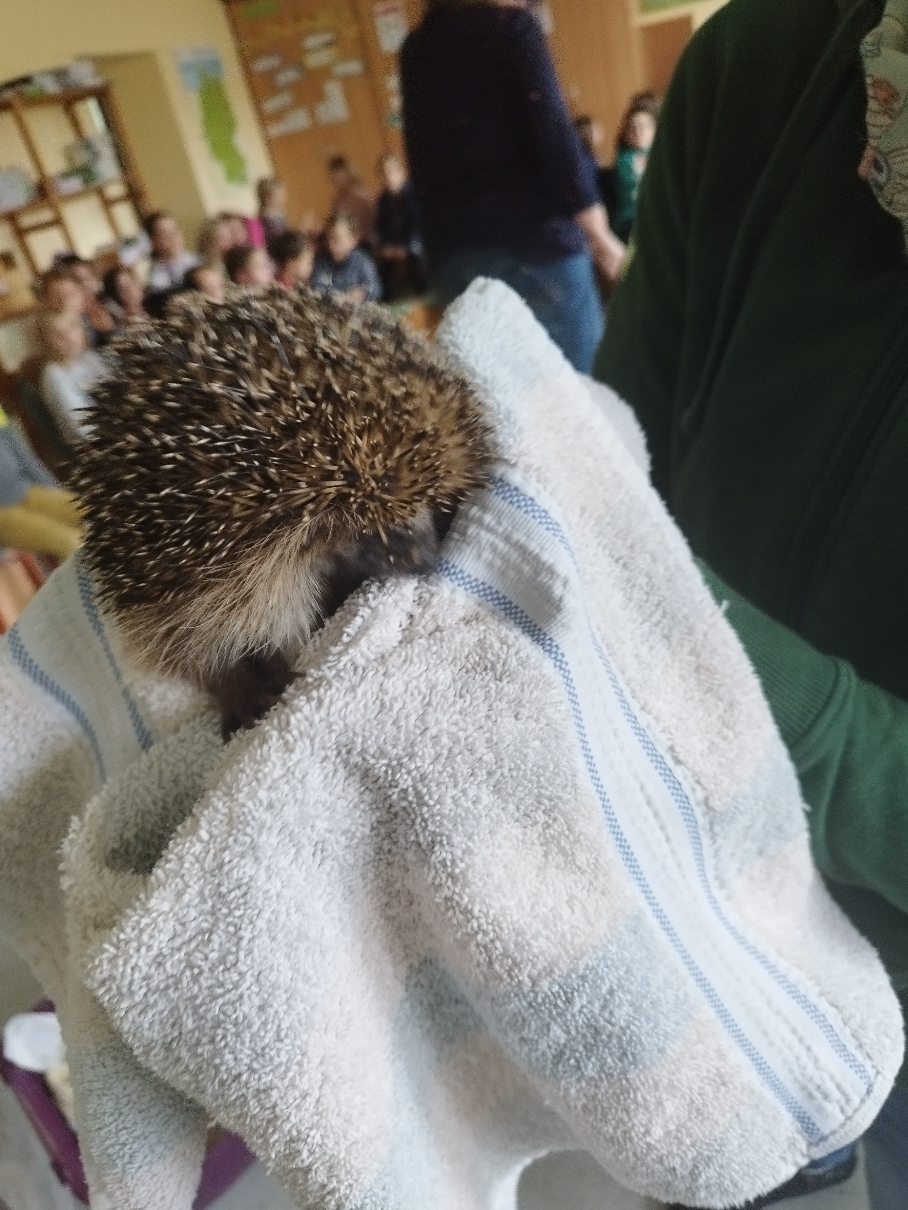 Igel